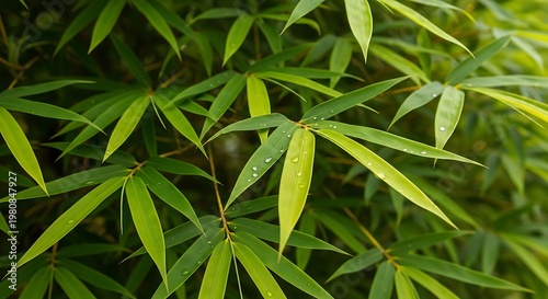 Green bamboo leaves with water drops after rain in a peaceful garden setting.