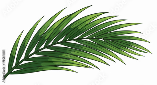 A vibrant green palm frond with pointed leaves, set against a white background