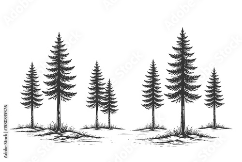 Set of vertical pine trees in vintage woodcut engraving style vector illustration for minimal nature branding and retro outdoor adventure graphic elements