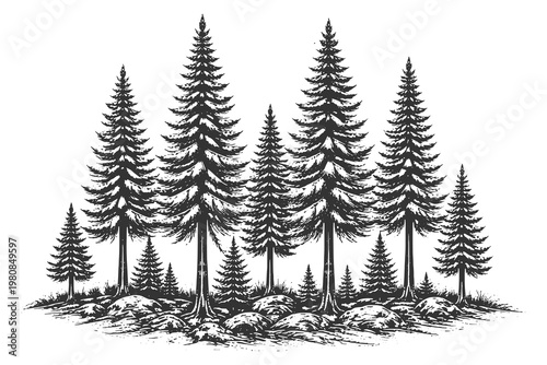 Symmetrical pine forest cluster in vintage scratchboard style vector illustration for decorative nature borders and retro outdoor adventure design elements