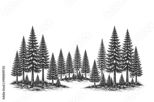 Panoramic pine forest silhouette in vintage engraving style vector illustration for horizontal banner borders and retro wilderness landscape design elements