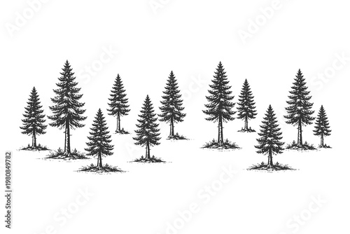Sparse pine tree planting pattern in vintage scratchboard engraving style vector illustration for reforestation and forest conservation themes