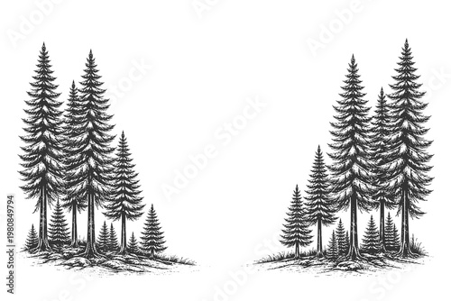 Vintage engraving pine trees cluster vector illustration isolated on white background for outdoor adventure emblems and retro nature branding graphic elements