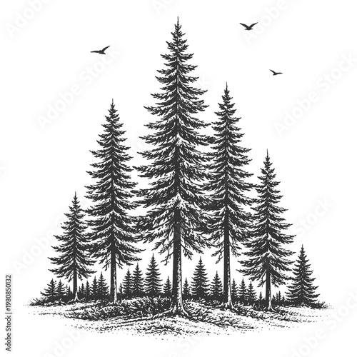 Dense pine forest cluster with birds flying in vintage woodcut style vector illustration for wilderness theme and outdoor adventure graphic design