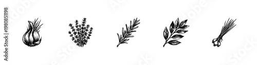 Culinary Herbs and Aromatic French Spices with Fluid Engraving Style and Hand-Drawn Sketchy Style