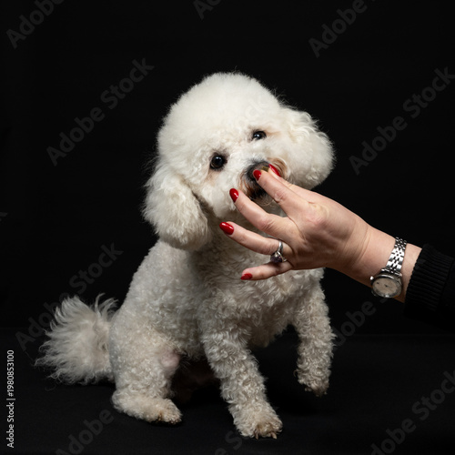 A woman's hand with beautiful red nails feeds a curly-haired bichon. Studio photo on a black background. A watch is visible on the hand.