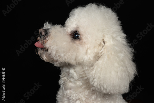 Studio photo of a white Curly Bison on a black background climbing.