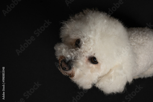 Studio shot of a white curly-haired cat against a black background from above. Portrait of a pet.