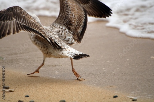 Large gull in motion, Krk Island