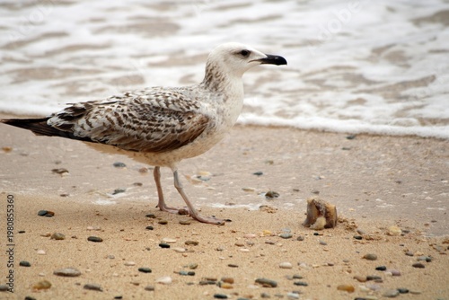 Large gull on Krk Island, Croatia

