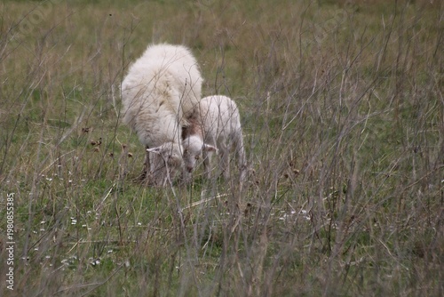 Sheep -- Ewe and her lamb  on Krk Island
