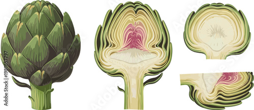 Vector Illustration of Fresh Artichoke with Detailed Cross-Section and Inner Structure on a Solid White Background for Commercial Use