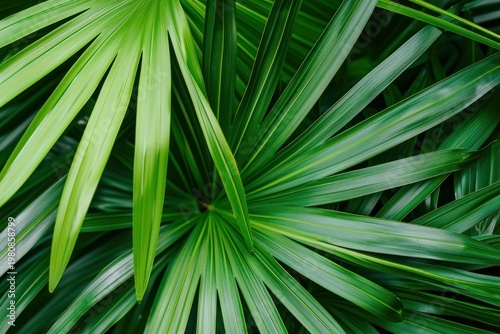 Plam leave texture green plant leaf.