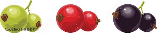 Vector Illustration of Fresh Green, Red, and Black Currant Berries on a Solid White Background for Commercial Use