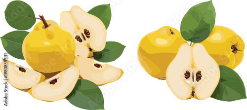 Vector Illustration of Fresh Quince Fruits with Slices and Leaves on a Solid White Background for Commercial Use