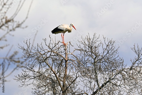 Photos Stork perched on a tree in spring , Ciconia ciconia