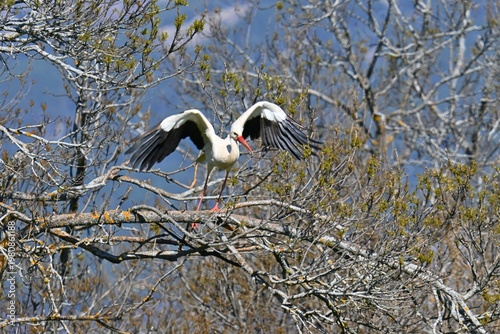 Tableau sur toile Stork perched on a tree in spring , Ciconia ciconia