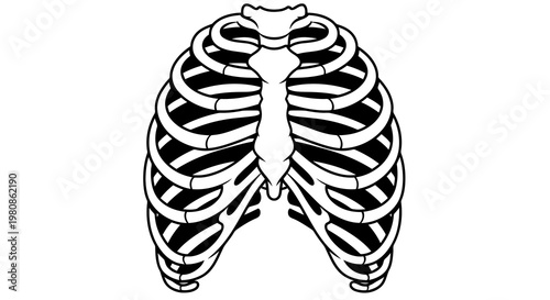minimalist human ribcage skeleton illustration for halloween medical education