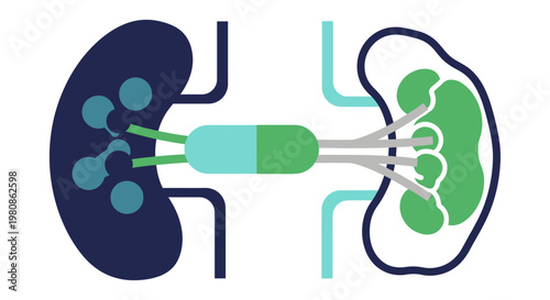 Kidney Anatomy Schematic with Filtering Tubules and Collecting Duct