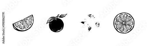 Citrus Fruit and Botanical Blossom Collection with Detailed Engraving Style and Hand-Drawn Engraved Aesthetic