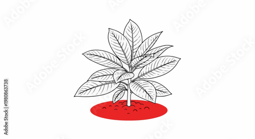 Black and white drawing of a plant with large leaves, rooted in red soil