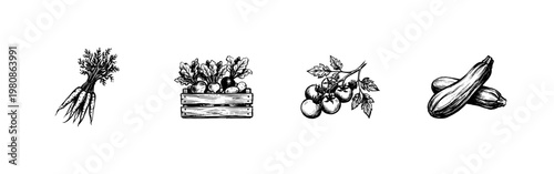 Farm Fresh Vegetables and Harvest Garden Produce in Hand-Drawn Inky Brushstroke Style