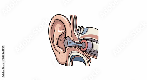 Anatomical illustration of a human ear, showing internal structures