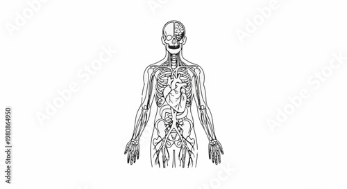 Anatomical illustration of human circulatory system and skeleton