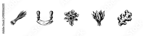 Culinary Herbs and Aromatic Spices Kitchen Ingredients with Fluid Engraving Style and Hand-Drawn Sketchy Style