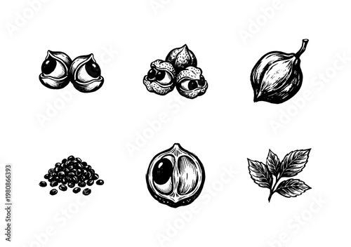 Guarana Superfood Berries and Amazonian Botanical Elements with Textured Engraving Style and Hand-Drawn Sketchy Aesthetic