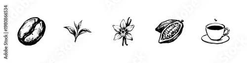 Coffee Cocoa and Vanilla Botanical Ingredients with Hand-Drawn Inky Doodle and Detailed Hatching Textures