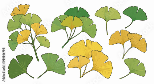 An artistic arrangement of Ginkgo Biloba leaves in varying shades of green and yellow