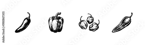 Chili Pepper and Spicy Vegetable Varieties with Hand-Drawn Inky Doodle and Calligraphic Style
