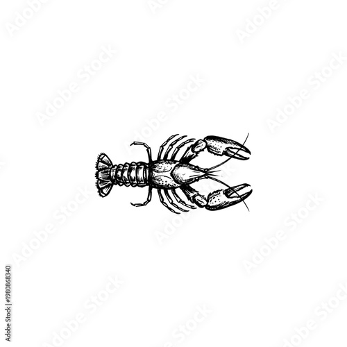 Freshwater Crayfish and Red Lobster Crustaceans with Fluid Engraving Style and Hand-Drawn Sketchy Aesthetic