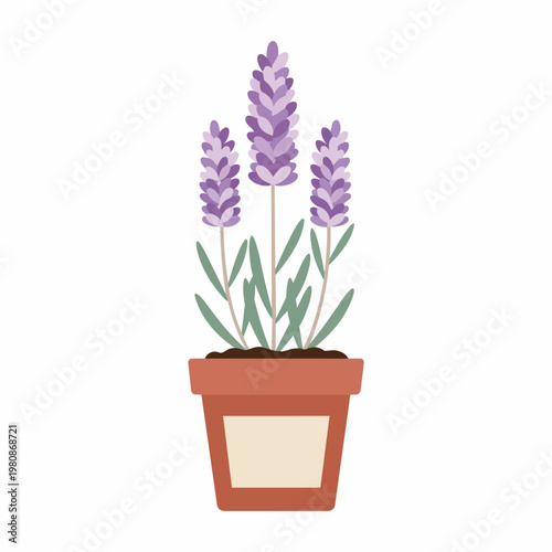 Potted lavender plant with three purple flower spikes and green leaves in a terracotta pot and a beige label on a white background.