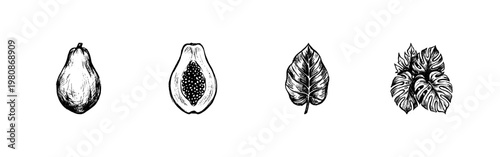 Tropical Papaya Fruit and Exotic Botanical Leaves with Gritty Hand-Drawn Ink Textures and Fluid Brush Strokes