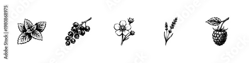 Botanical Herbs and Wildflower Plant Elements in Hand-Drawn Sketchy Style with Fluid Engraving Style