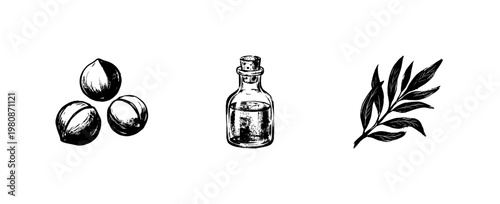 Macadamia Nut Oils and Botanical Ingredients with Fluid Engraving Style in Hand-Drawn Sketchy Style
