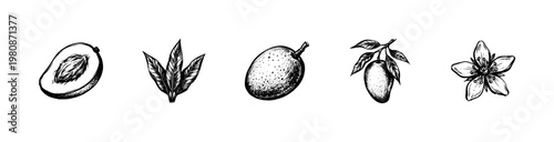 Tropical Mango Fruit and Botanical Leaves with Hand-Drawn Inky Doodle and Calligraphic Fluid Stroke Aesthetic