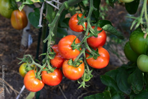 a close up of a cluster of Red Tomatoes Growing on the Vine in a Garden