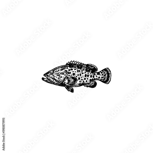 Marine Fish and Edible Saltwater Seafood Species with Fluid Engraving Style and Hand-Drawn Sketchy Aesthetic