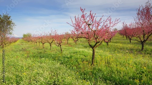 Walking Through Blooming Peach Orchard with Pink Flowers and Blue Sky in Spring Garden
