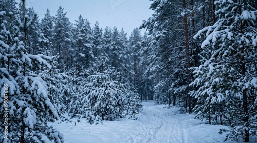 Fotografía A serene winter landscape with a snow-covered path through a forest