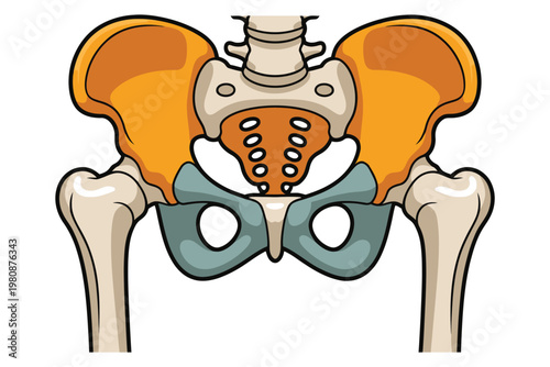 detailed view of the human pelvis showing bones and structure for anatomy learning and clinical use, precise skeletal framework visualization, educational medical chart for students doctors and biolog