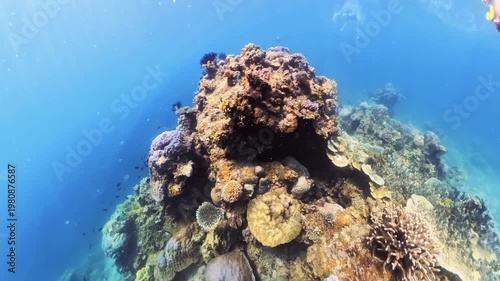 Woman exploring vibrant underwater coral reef, snorkeling above the diverse marine ecosystem in the clear blue tropical ocean on a sunny day in El Nido, Palawan in Philippines islands