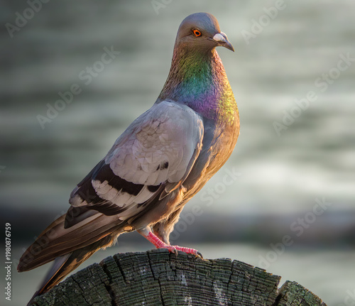 Stadttaube im Abendlicht am Wasser