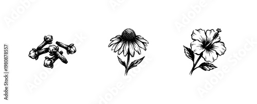 Botanical Tea Herbs and Culinary Spices with Inky Doodle and Hand-Drawn Calligraphic Details for Organic Wellness Product Design