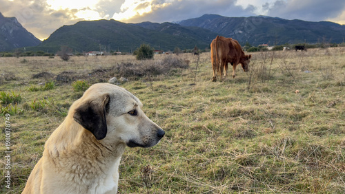 Alert guardian dog in grassy pasture with grazing cow and mountain landscape for rural farm and livestock scene.