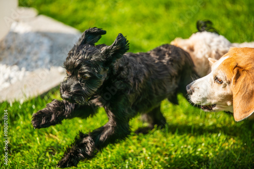 Black Yorkshire Terrier Jumping on Grass Near a Watching Beagle Dog in a Bright Sunny Garden Backyard