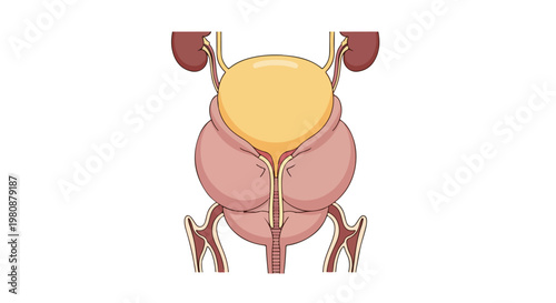 Illustration of the human urinary system showing kidneys, ureters, bladder, and prostate gland
